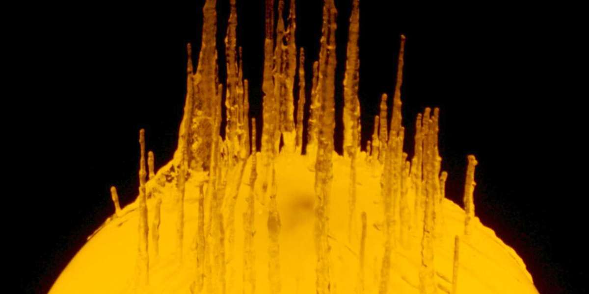 Casino and Bookmaker on One Site